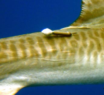 PAT on tiger shark